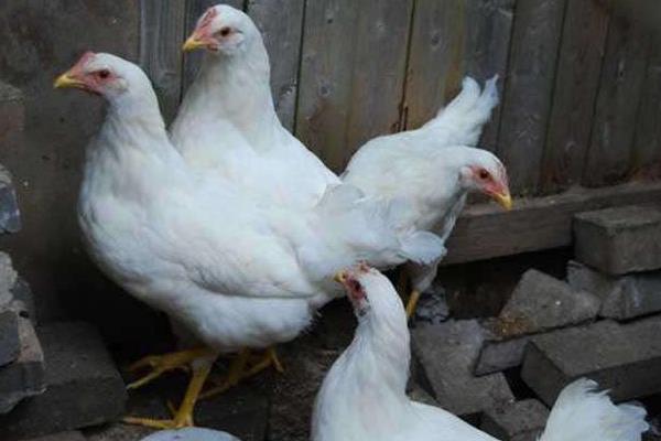 產蛋量高的土雞品種有哪些