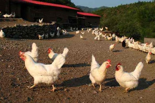 產蛋量高的土雞品種有哪些