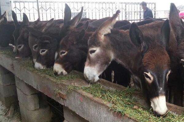 小本養殖項目有哪些