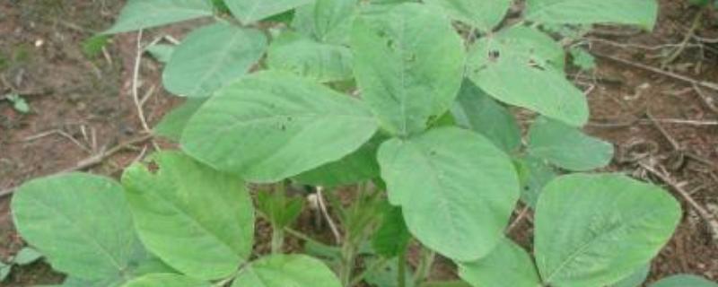 黃豆苗前封閉用什么藥，什么時間打？