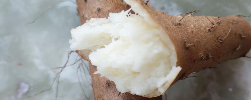 山藥種植技術(shù)與栽培管理，附田間注意事項