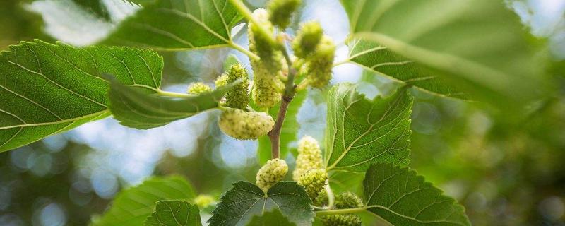 桑樹嫁接的時間，多少天可以確認(rèn)成功？