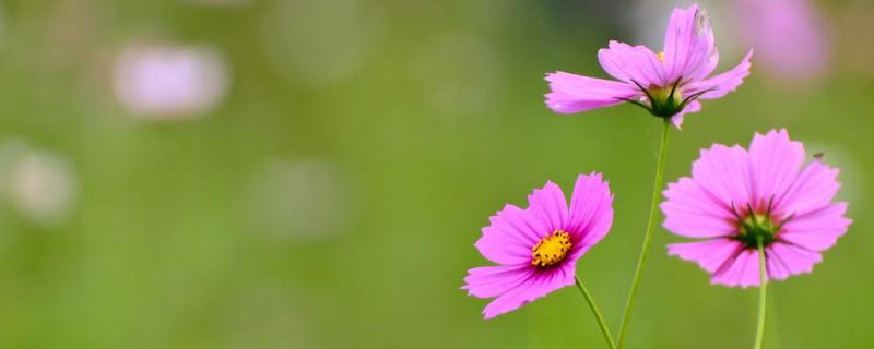 種植1畝格?；ǚN子成本要多少，附種植技術