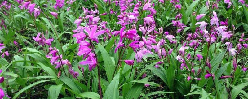 白芨種植掙錢(qián)嗎