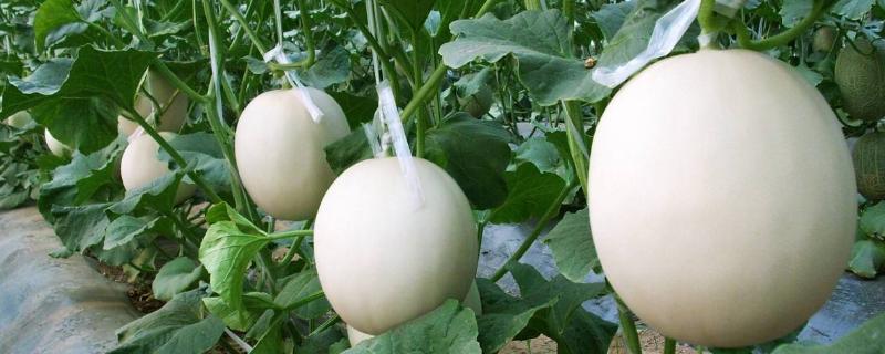 甜瓜幾月份種植，什么時候成熟上市