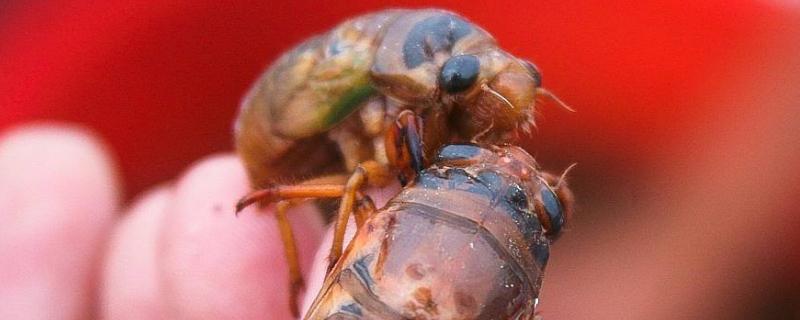 養殖金蟬的利潤是多少,養殖期是多少時間