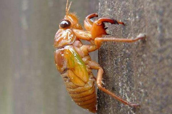 養殖金蟬的利潤是多少,養殖期是多少時間