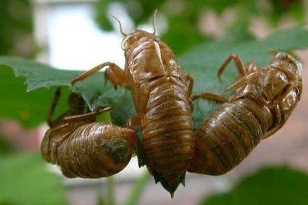 養殖金蟬的利潤是多少,養殖期是多少時間