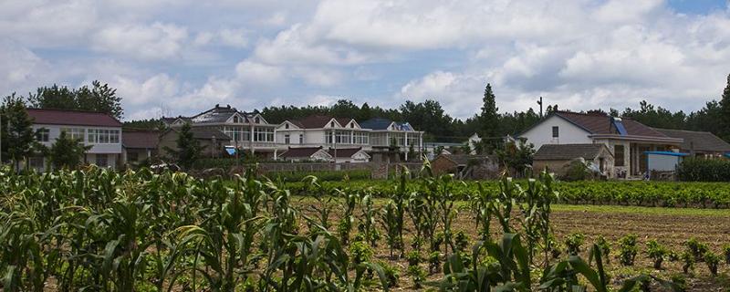 農民致富項目有哪些，新項目推薦