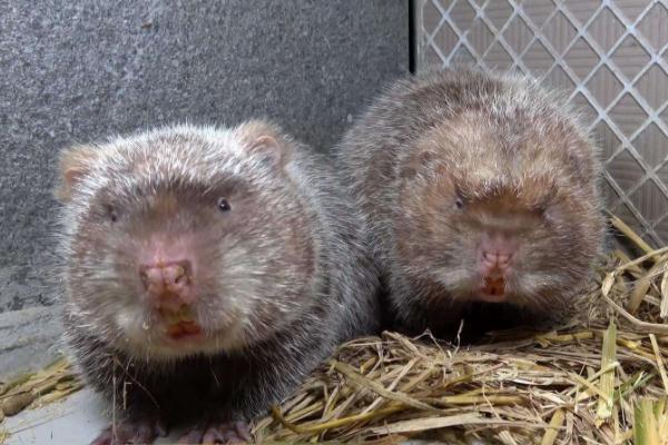 農民致富項目有哪些,新項目推薦