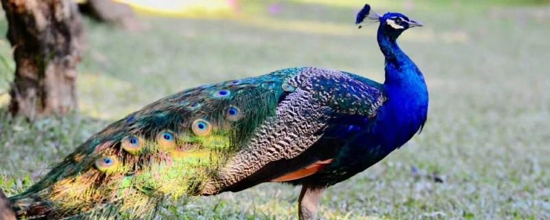 孔雀養殖主要的問題是什么，有前景嗎