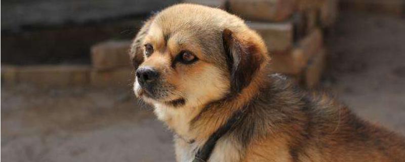 農(nóng)村大規(guī)模土狗養(yǎng)殖利潤是多少