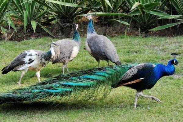 孔雀養殖主要的問題是什么,有前景嗎