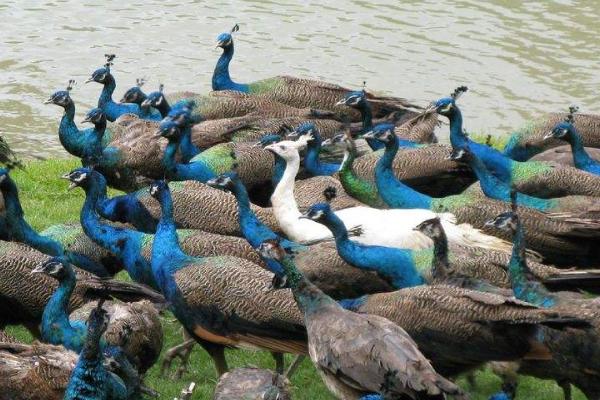 孔雀養殖主要的問題是什么,有前景嗎