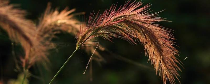 打野麥子的噴藥時間是什么時候，附注意事項