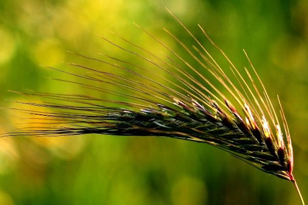 打野麥子的噴藥時間是什么時候,附注意事項