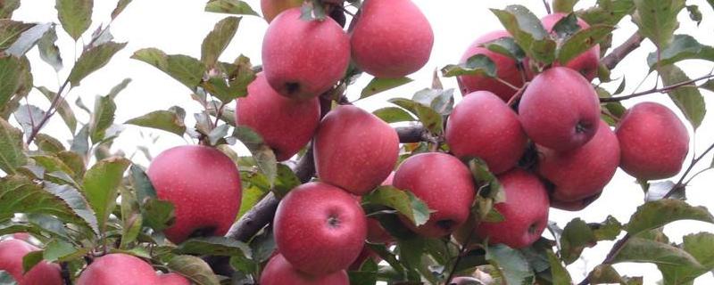 紅肉蘋果苗多少錢一棵?哪里有售