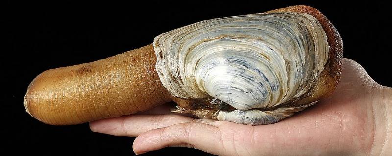 象牙蚌多少人民幣一斤