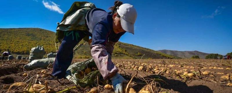 10個農村創業好項目