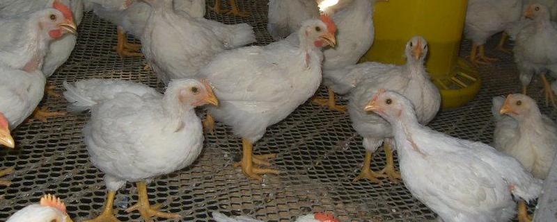 817肉雞養(yǎng)殖小竅門