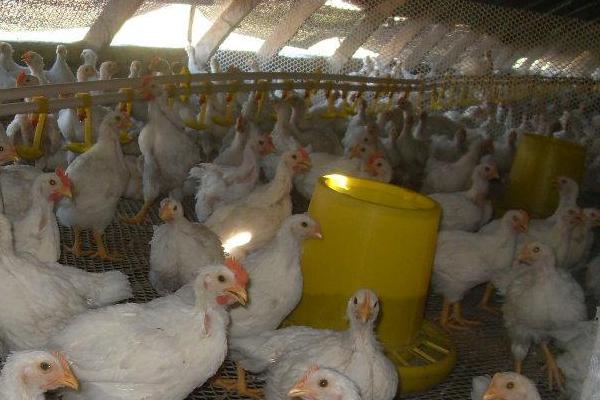 817肉雞養殖小竅門