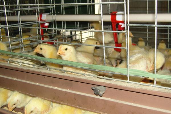 817肉雞養殖小竅門