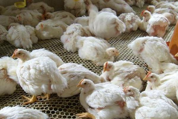 817肉雞養殖小竅門