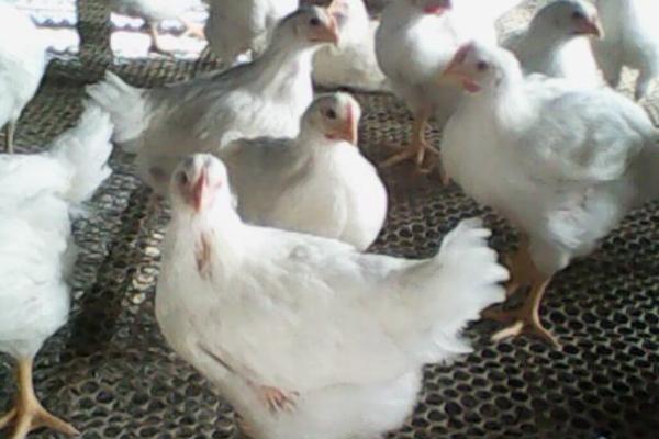 817肉雞養殖小竅門