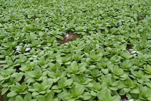 青梗菜種植時間和方法