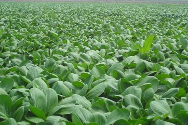 青梗菜種植時間和方法