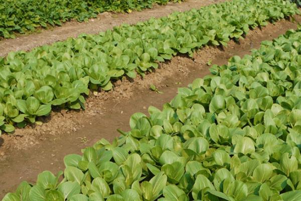 青梗菜種植時間和方法