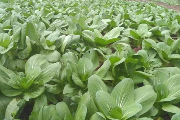 青梗菜種植時間和方法