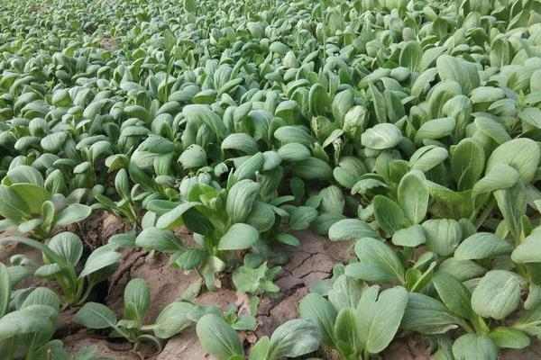 青梗菜種植時間和方法