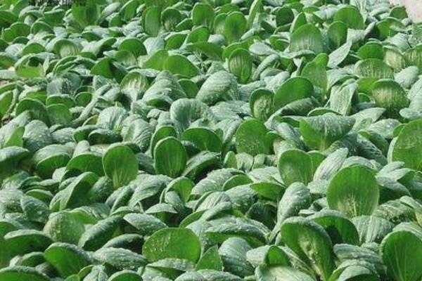 青梗菜種植時間和方法