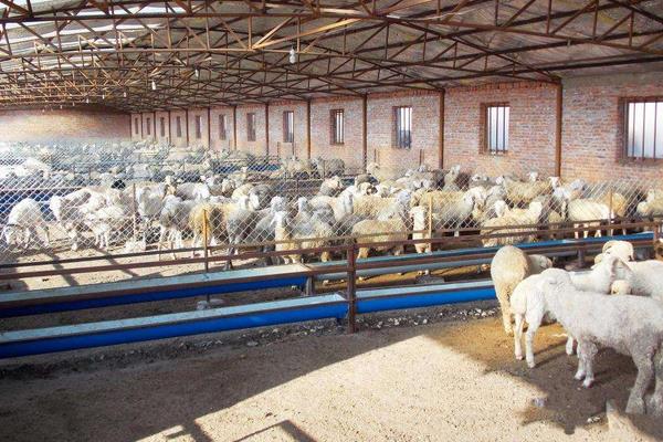 四川養殖好項目有哪些