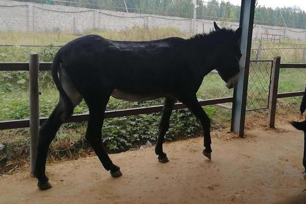 四川養殖好項目有哪些