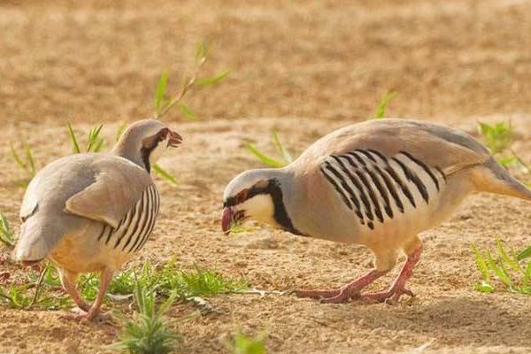 四川養殖好項目有哪些