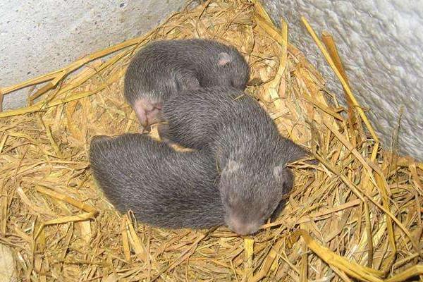 四川養殖好項目有哪些