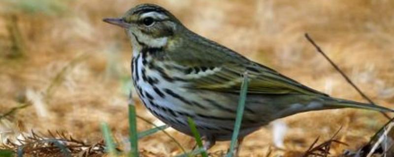 麥溜子鳥飼養方法