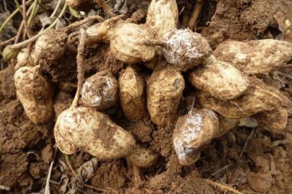 花生病害圖片及名稱