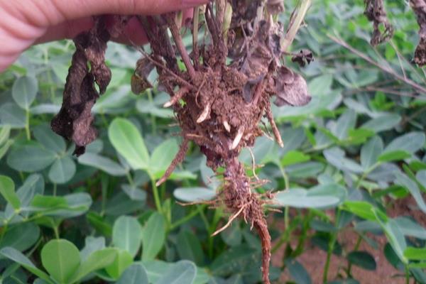 花生病害圖片及名稱