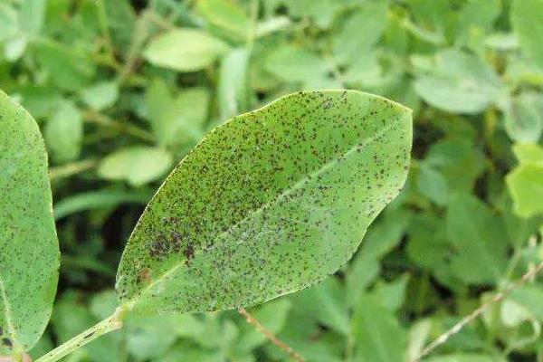 花生病害圖片及名稱