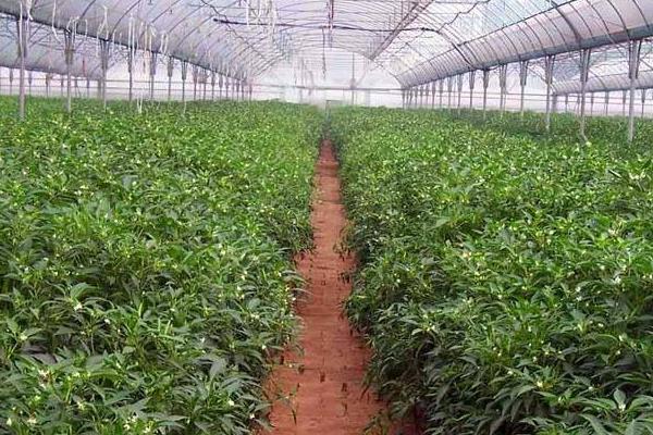 農(nóng)村治富創(chuàng)業(yè)好項(xiàng)目