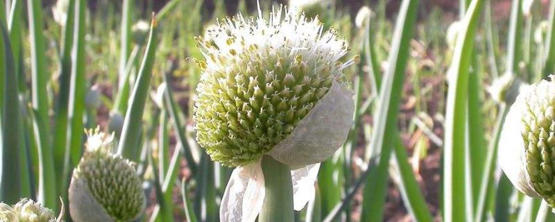 蔥子怎么種植方法和時間