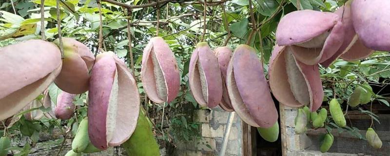 八月瓜種植技術及條件