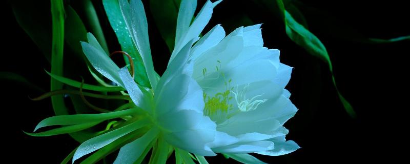 曇花圖片養(yǎng)殖方法