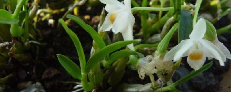 霍山石斛種植方法