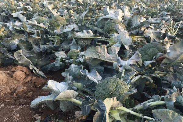 秋冬種植什么蔬菜