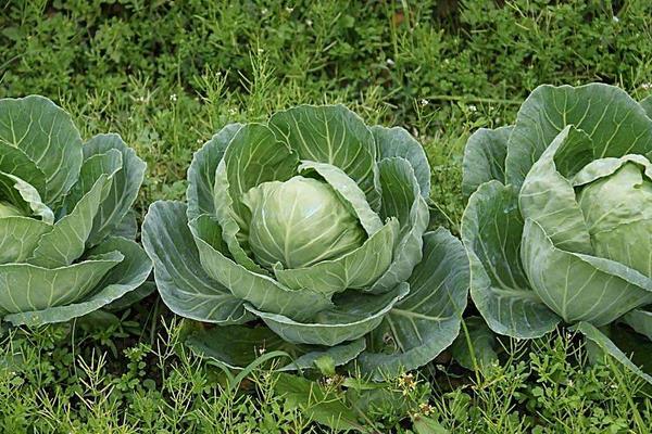 秋冬種植什么蔬菜