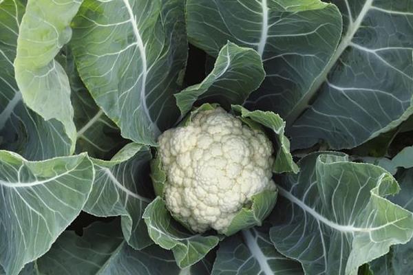 秋冬種植什么蔬菜